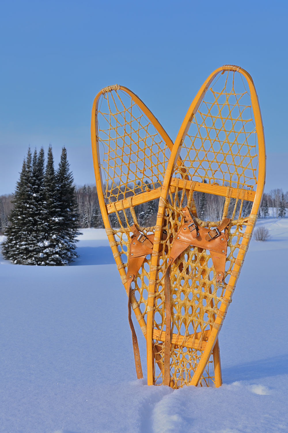 snowshoes standing in snow